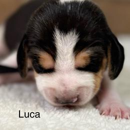 Luca - Black tan and white male Beagle puppy in Rogersville, Missouri from Hales Little Beagle Haven