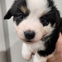 Lucy - Black tri female Miniature American Shepherd puppy in Delta, Ohio from Sunrise Miniature American Shepherds