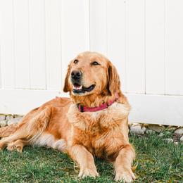 Rachel - Golden Retriever
