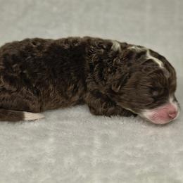 Girl 3 - Red female Aussiedoodle puppy in Alabama from SBA Aussies