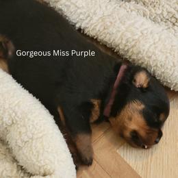 Girl 1 - Black and mahogany female Rottweiler puppy in Snohomish, Washington from Sky Valley Rottweilers