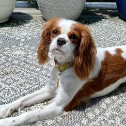 Cavalier King Charles Spaniels from Soaring with puppy love