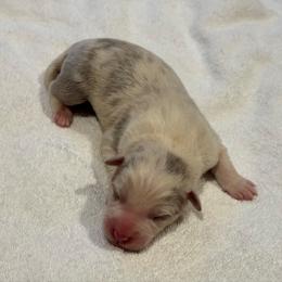 Logan - Lilac merle male Border Collie puppy in Hartsville, South Carolina from Wiggles 4 Life