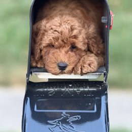 Johnny - Apricot male Poodle puppy in Bettendorf, Iowa from Red Door Poodles