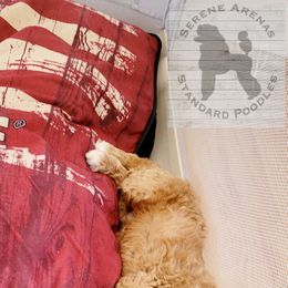 Poodle Puppies from Serene Arenas' Standard Poodles