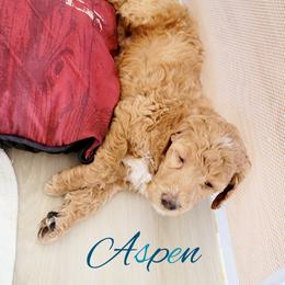 Poodle Puppies from Serene Arenas' Standard Poodles