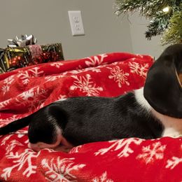 Beagle Puppies from Nse Farms Beagles