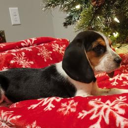 Beagle Puppies from Nse Farms Beagles
