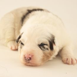 Sprinkle - Blue merle female Australian Shepherd puppy in Placerville, California from BFF Aussies