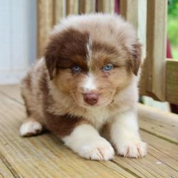 Cheshire Cat - Red merle male Australian Shepherd puppy in Star City, Arkansas from Blush & Lace Aussie Co.
