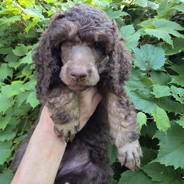Lyra - Phantom female Poodle puppy in New York from Powder Puff Poodles