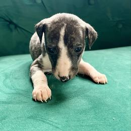Flora - Fawn brindle female Whippet puppy in Clinton, Tennessee from Ivanhoe Borzoi