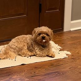 Shih Tzu All Grown Up from FurryTails Shih-tzu