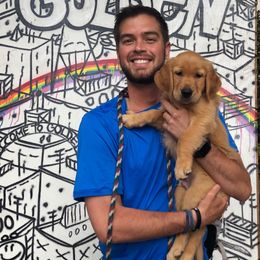 Golden Retriever Puppies from Sims Golden Retrievers