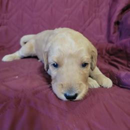 Girl 3 - Red  female Goldendoodle puppy in Blountsville, Alabama from Southern Charm Goldendoodles