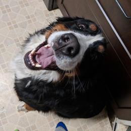 Echo - Bernese Mountain Dog