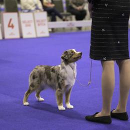 Pink - Miniature American Shepherd