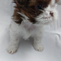 Meme - Red and white female Shih Tzu puppy in Buffalo, New York from Shih Tzu's by Jen