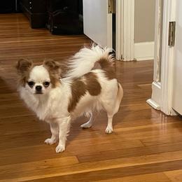 Trixie - Chihuahua