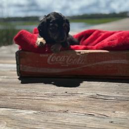 Oliver - Black and tan male Dachshund puppy in Woodbine, Georgia from Coastal Bluff Pups
