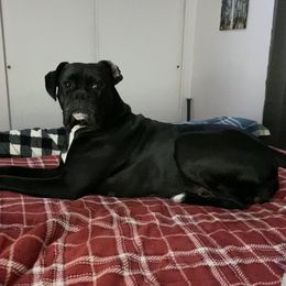 Uma - Boxer