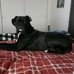 Uma - Boxer