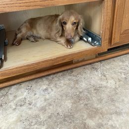Gloria - Dachshund