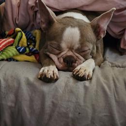 Boston Terrier All Grown Up from 907 Bostons