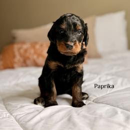 Paprika - Phantom female Bernedoodle puppy in Pennsylvania from Bells Bernedoodles