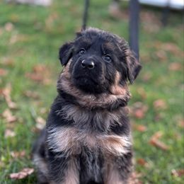 Ziva - Black and red female German Shepherd puppy in Winchester, Kentucky from Drache Feld