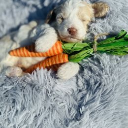 Australian Labradoodle, Cockapoo, and Goldendoodle Puppies from Hope Lane Kennels