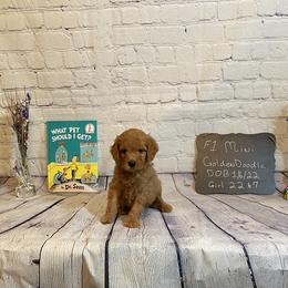 Goldendoodle and Poodle Puppies from Partridge Doodles and Poodles