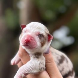 Hazel - Red merle female Australian Shepherd puppy in Orlando, Florida from Skaky Shepherds