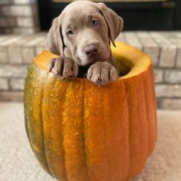 Labrador Retriever Puppies from Jungle Lake Labrador Lodge