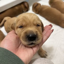 Male 1 - Golden male Golden Retriever puppy in Fort Worth, Texas from Fort Worth Goldens