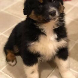 Australian Shepherd Puppies from Coleman's Natural Bridge Aussies