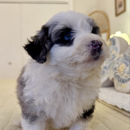 Girl 1 - Blue merle female Aussiedoodle puppy in Scottsboro, Alabama from Lisa’s Curly Puppies