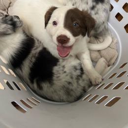 Lima Bean - White and red female Border Collie puppy in Jefferson, Pennsylvania from Willis Farm