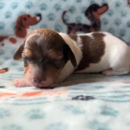 Clover - Dapple female Dachshund puppy in Jacksonville, North Carolina from Lizzie’s Doxies