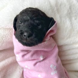 Sandy - Phantom female Goldendoodle puppy in Warrensburg, Missouri from Supreme Doodles