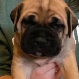 Bullmastiffs from Braysons Bullmastiffs