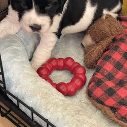 English Springer Spaniel Puppies from Juanita’s Springers