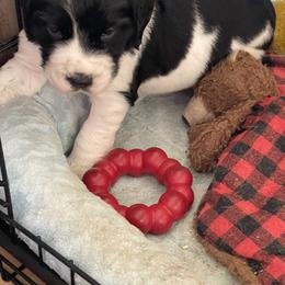 English Springer Spaniel Puppies from Juanita’s Springers