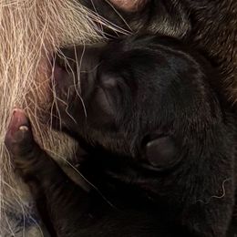 Duke - BlackTan - AKC - Black and tan male Shiba Inu puppy in Clewiston, Florida from Animal Farm Shiba Inus & Mameshibas