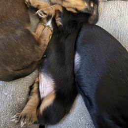 Maggie - Piebald female Dachshund puppy in Humble, Texas from Foley Dachshunds