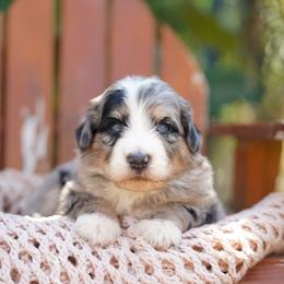 Cookie - Merle female Bernedoodle puppy in Spokane, Washington from Lilac City Doodles