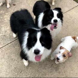 Border Collies and Russell Terriers from Bon-Clyde