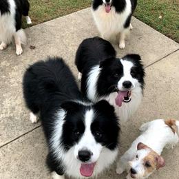 Border Collies and Russell Terriers from Bon-Clyde