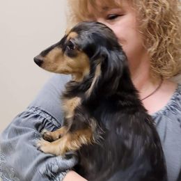 Danielle - Dachshund