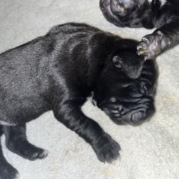 Boy 1 - Black male Cane Corso puppy in Douglasville, Georgia from Palazzo Cane Corso
